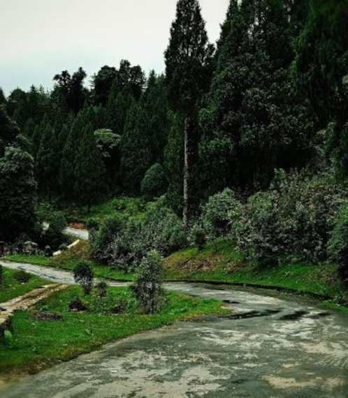 Paro Royal Botanical Garden Portrait Image